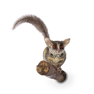 Adorable South African Bushbaby aka Galago Moholi or nagapie, sitting on branch. Tail up and looking towards camera with disc shaped eyes and big ears. Isolated on a white background.
