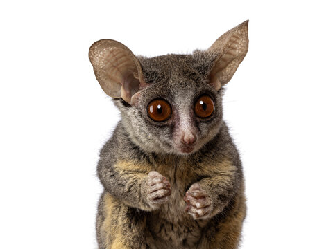 Close up head shot of adorable South African Bushbaby aka Galago Moholi or nagapie,  looking towards camera with disc shaped eyes and big ears.  Isolated on a white background.