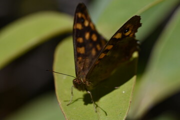 Obraz na płótnie Canvas mirada de mariposa maculada (pararge aegeria) sobre una hoja (macro)
