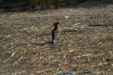 Abubilla (Upupa epops) caminando por el suelo