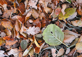 Herbstlaub mit Reif