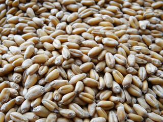 Grown crop of cereals, wheat seeds close-up