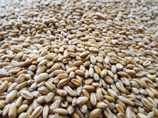 Grown crop of cereals, wheat seeds close-up