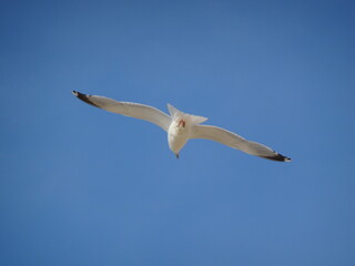 Seagull Flying Blue Sky Summer