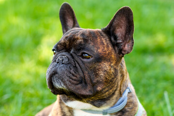 Beautiful french bulldog on a walk on a green summer lawn. Close up