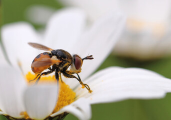 Raupenfliege Phasia hemiptera auf Margarite