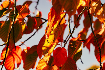 Autumn Leaves in the Sunshine