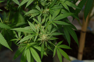 Cannabis or Marijuana or hemp leaf in a greenhouse. weed, herbal alternative medicine, cbd oil, pharmaceutical industry Concept