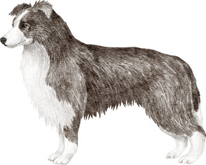 Border collie dog illustration