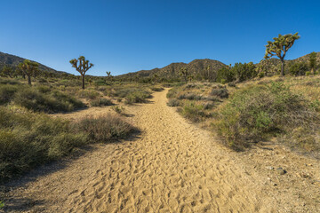 hiking the west side loop trail in black rock canyon, joshua tree national park, usa