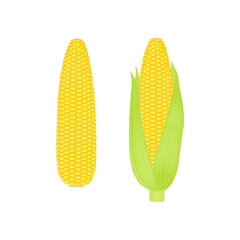 Fresh corn cobs isolated on white background. Vector illustration for design.
