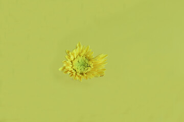 Yellow flowers are isolated on yellow background.