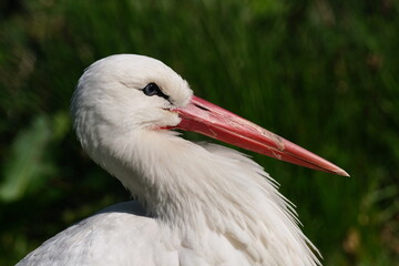 Kopf des Storches - Portrait