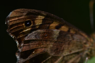 Detalle alas de mariposa maculada (pararge aegeria)