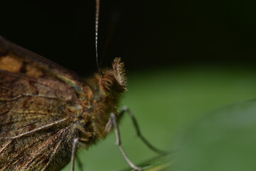 Perfil de frontal de mariposa maculada (pararge aegeria)