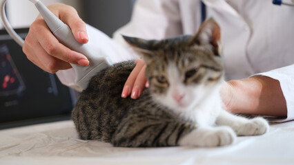 Veterinarians perform ultrasound examination of adomestic cat
