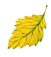 Yellow hawthorn leaf on a white background. Watercolor.