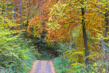 Colourful woodland scene in Autumn. County Durham, England, UK.