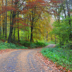 Fototapeta premium Spectacular Autumn Woodland Trail. County Durham, England, UK.