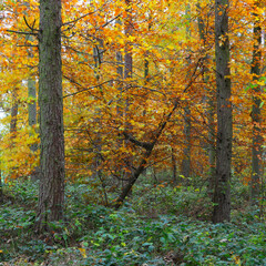 Colourful woodland scene in Autumn. County Durham, England, UK.