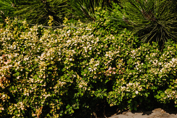 Background, texture of green foliage of barberry shrub plant. Photography of nature.