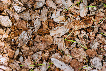 Pieces of brown fallen bark from a tree lie on the ground. Photography, texture, background.