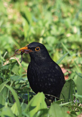 Amsel mit Wurm