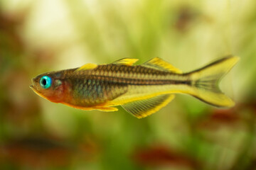 Popondichthys furcatus, Forktail blue eye, yellow forktail Pseudomugil furcatus subfamily...