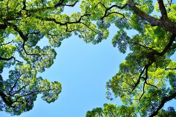 下から見上げた楠の木の葉の間から見える澄んだ青空
