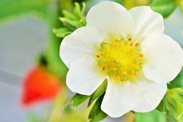 Obraz na płótnie Canvas 苺の白い花のクローズアップ 
