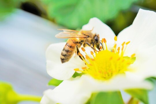 苺の白い花から蜜を集めるみつばちのアップ、横

