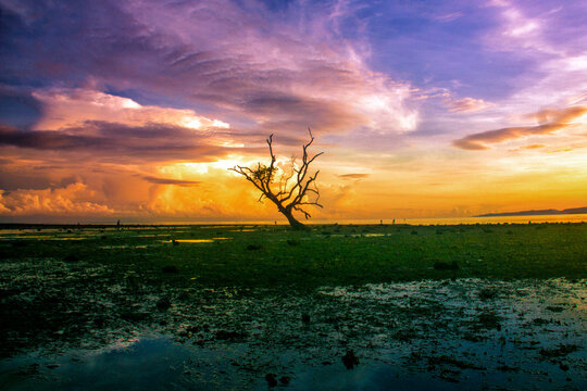 Lone Mangrove Tree In The Sea At Sunrise, Weri, Larantuka, East Flores, East Nusa Tenggara, Indonesia