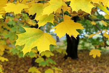 Yellow maple leaves in autumn park. Autumn foliage on tree branches.