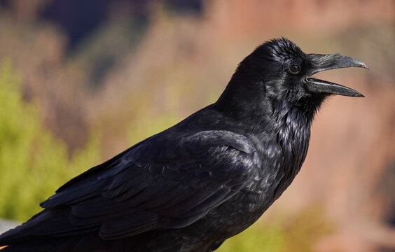 Gran cuervo americano de plumaje negro brillante