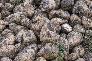 Fototapeta na wymiar Freshly harvested sugar beets in a big pile