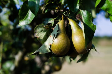 Dojrzewające gruszki a drzewie