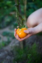 Ogrodnik zbiera pomidory z gałązki - obrazy, fototapety, plakaty