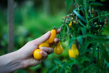 Fototapeta Zrywanie pomidorów obraz