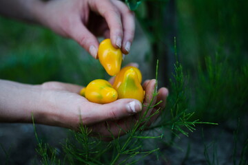 Młode żółte pomidory na dłoniach - obrazy, fototapety, plakaty