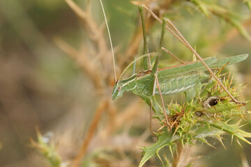 Closeup on a Mediterranean green male Lily bush-cricket, Tylopsis lilifolia