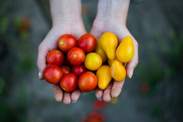 Żółte i czerwone pomidory trzymane w dłoniach - obrazy, fototapety, plakaty