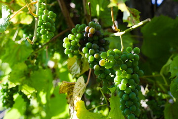 Dojrzewające winogrona