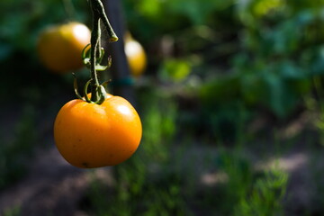 Pomidory w słońcu