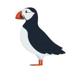 Vector puffin bird