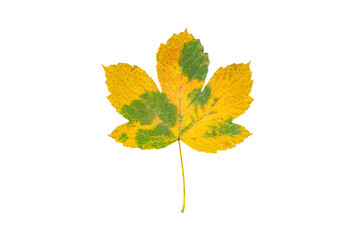 Yellow autumn leaf isolated on white background