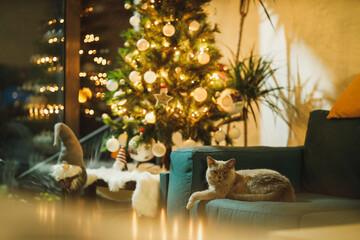 Cat With Christmas Tree