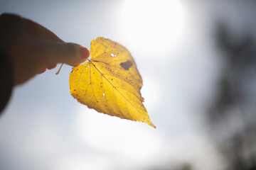 A yellow lime leaf in the hands of a girl against the background of the bright sun