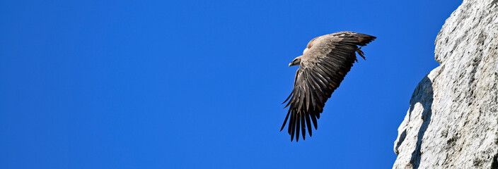Griffon vulture // Gänsegeier (Gyps fulvus) - Monfrague, Extremadura, Spain