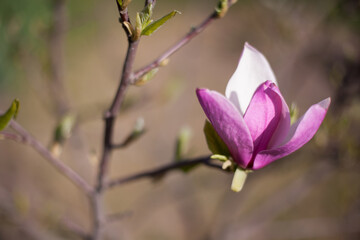Fototapeta premium pink magnolia flower on a bare branch against the background of other branches, botanical garden in Kiev