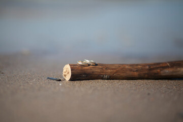 wedding rings on a wooden stick on the beach
